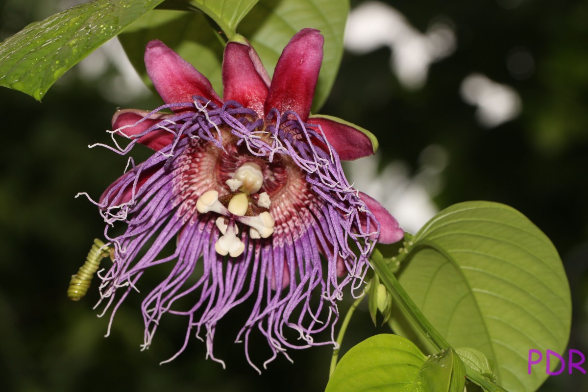 Passiflora quadrangularis L.